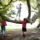 Climbing the Copper Beech