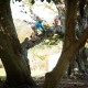 Climbing the Copper Beech